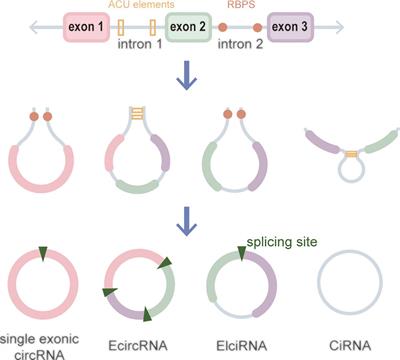 Circ_0003945: an emerging biomarker and therapeutic target for human diseases